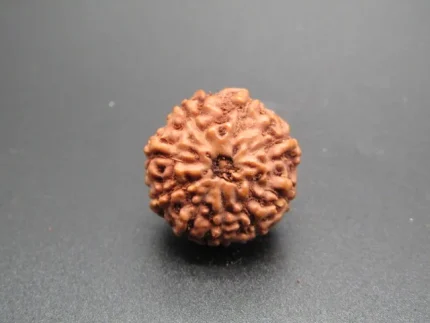 9 Mukhi lab Rudraksha