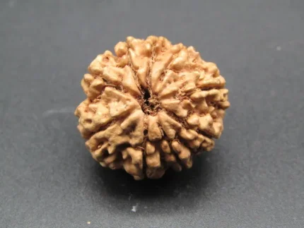 9 Mukhi Rudraksha