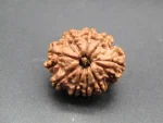 9 Mukhi Rudraksha