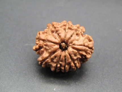 9 Mukhi Rudraksha