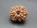 9 Mukhi Rudraksha