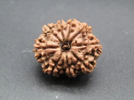 9 Mukhi Rudraksha