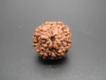 9 Mukhi Rudraksha