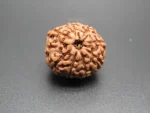 9 Mukhi Rudraksha