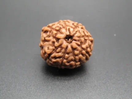 9 Mukhi Rudraksha