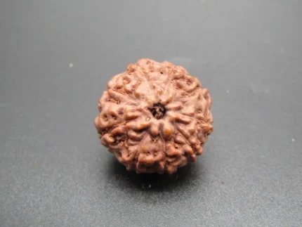 9 Mukhi lab Rudraksha