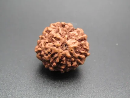 9 Mukhi Rudraksha
