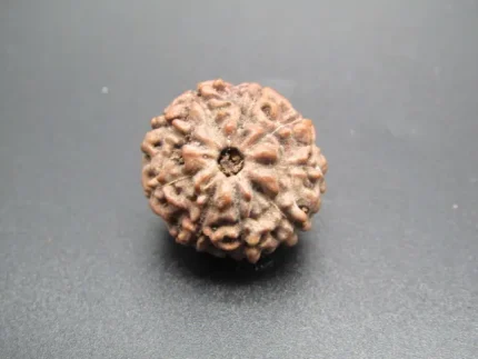 9 Mukhi Rudraksha