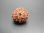 9 Mukhi Rudraksha