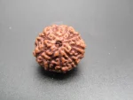 9 Mukhi Rudraksha
