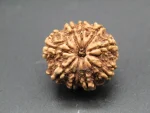 9 Mukhi Rudraksha