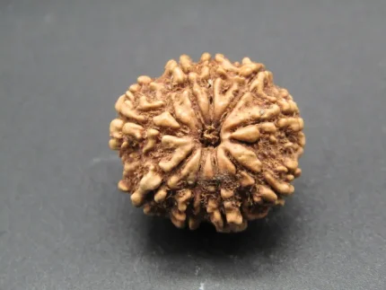 9 Mukhi Rudraksha