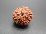 9 Mukhi Rudraksha