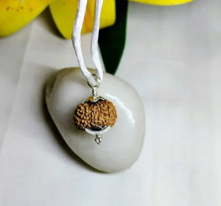 13 Mukhi Rudraksha