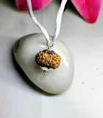 13 Mukhi Rudraksha