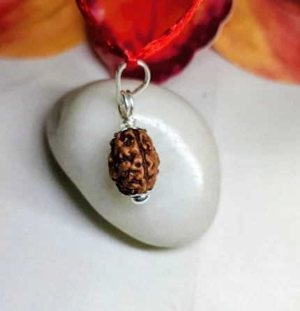 3 Mukhi Rudraksha