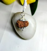 13 Mukhi Rudraksha