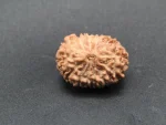 13 Mukhi Rudraksha