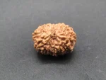 13 Mukhi Rudraksha