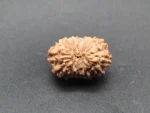 13 Mukhi Rudraksha