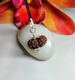 17 Mukhi Rudraksha