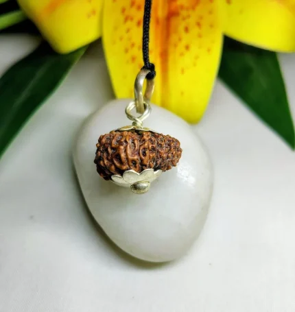 17 Mukhi Rudraksha