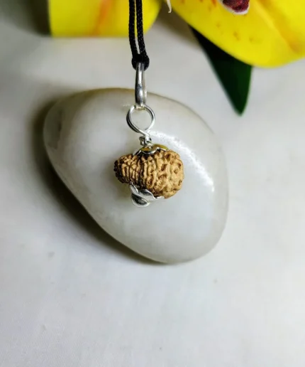 17 Mukhi Rudraksha