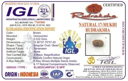 17 Mukhi Certificate