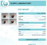 17 Mukhi Certificate