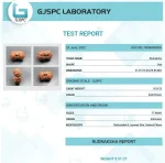 17 Mukhi Certificate