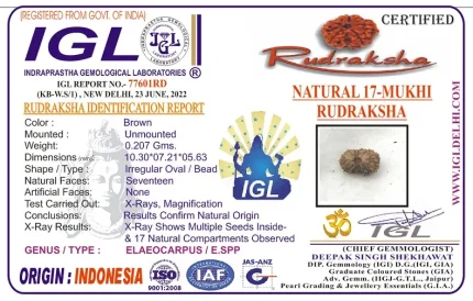 17 Mukhi Certificate