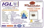 17 Mukhi Certificate