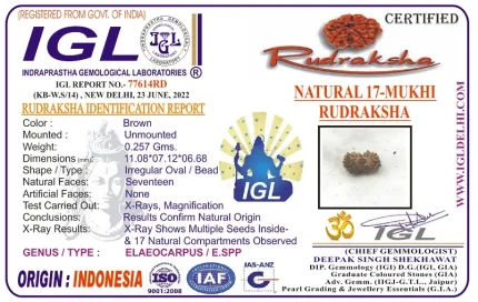 17 Mukhi Certificate