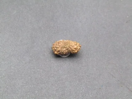 17 Mukhi Rudraksha