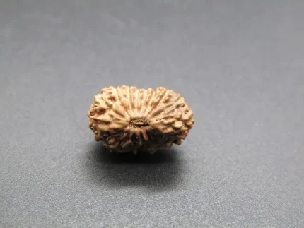 17 Mukhi Rudraksha