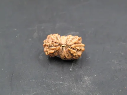 17 Mukhi Rudraksha