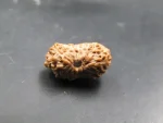 17 Mukhi Rudraksha