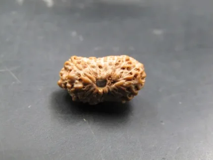 17 Mukhi Rudraksha