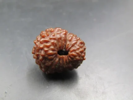 17 Mukhi Rudraksha