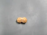 17 Mukhi Rudraksha