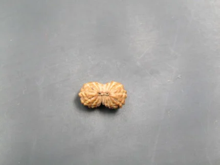 17 Mukhi Rudraksha