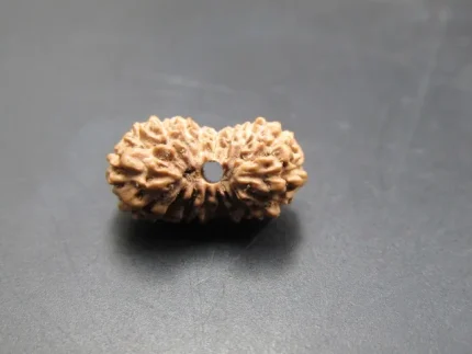 17 Mukhi Rudraksha