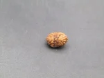 17 Mukhi Rudraksha