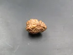17 Mukhi Rudraksha