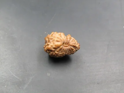 17 Mukhi Rudraksha