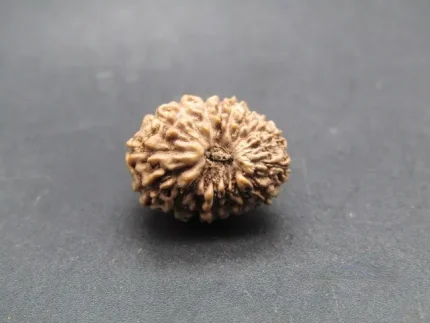 17 Mukhi Rudraksha