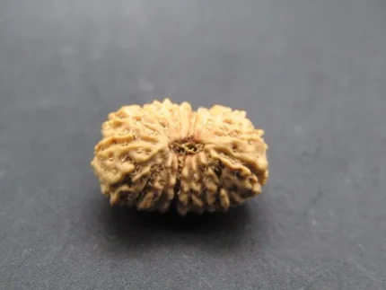17 Mukhi Rudraksha