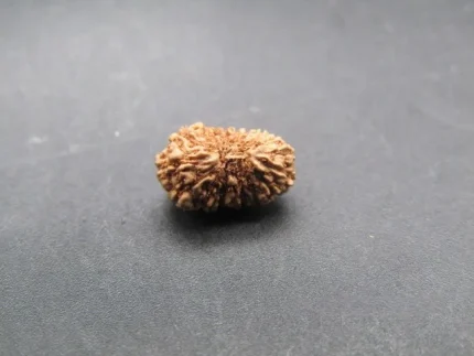 17 Mukhi Rudraksha