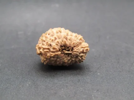 17 Mukhi Rudraksha