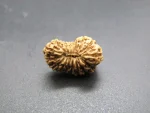 17 Mukhi Rudraksha